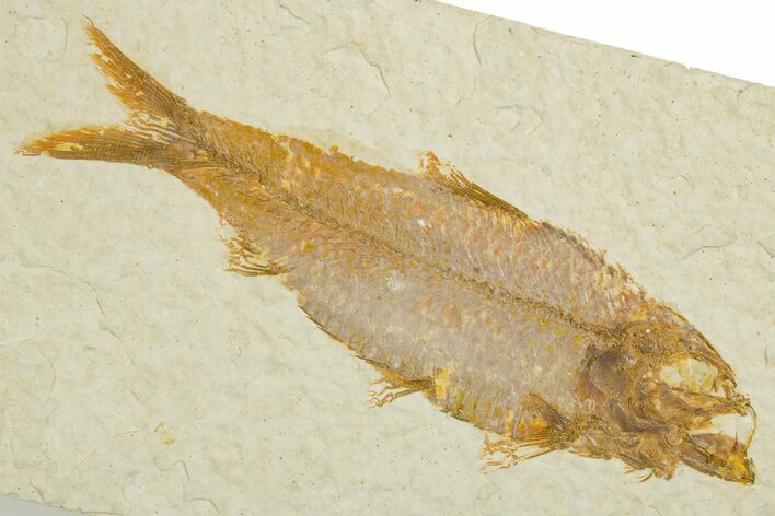Detailed Fossil Fish (Knightia) - Wyoming #355632